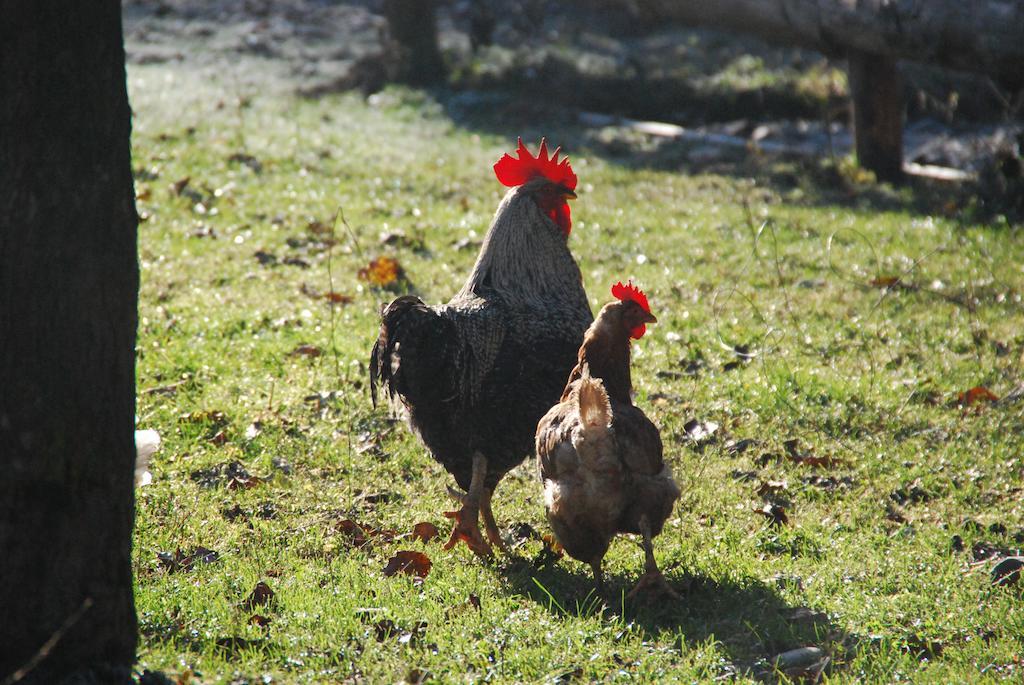 Farm Stay Rotovnik - Plesnik Slovenj Gradec Luaran gambar