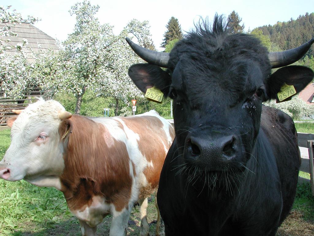Farm Stay Rotovnik - Plesnik Slovenj Gradec Luaran gambar